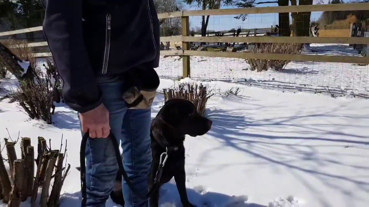 SKAB RO OG KOMMUNIKATION MED DE DE 6 ØVELSER  I onlinehund.dk 🐾