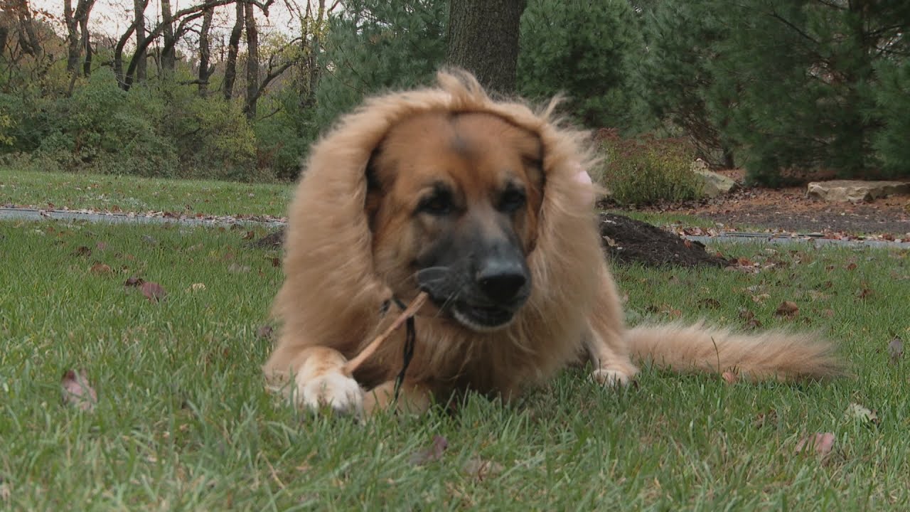 The Gosselin Dogs Get In On The Halloween Action With Some Doggy Trick-or-Treating