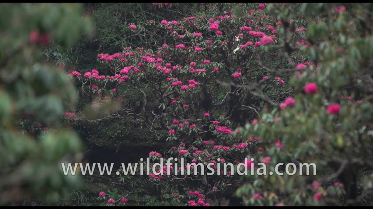Rhododendron dominated trail passing through alpine forest to Deurali in Nepal