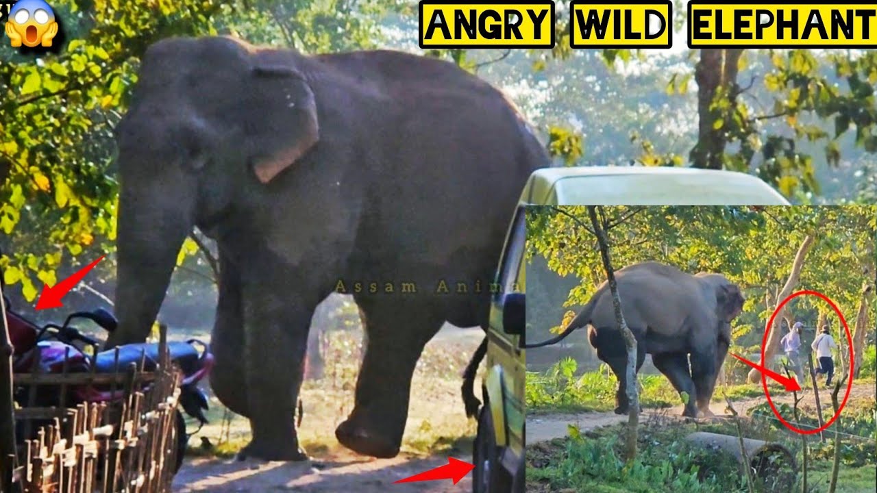 Разъяренный слон подходит очень близко к машине 😱🐘 #Ассам #животные