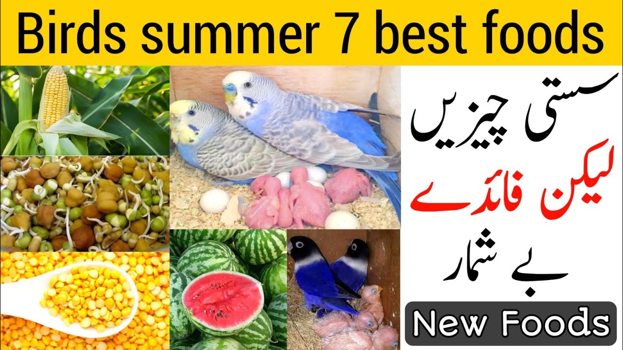Budgies summer foods | March to August diet plan for all birds | Summer softfoods budgies parrots