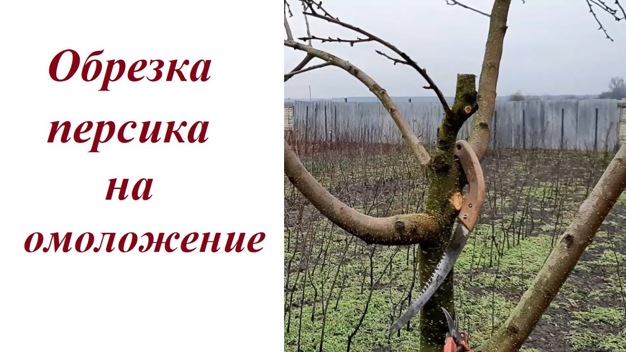 Омолаживающая обрезка персика