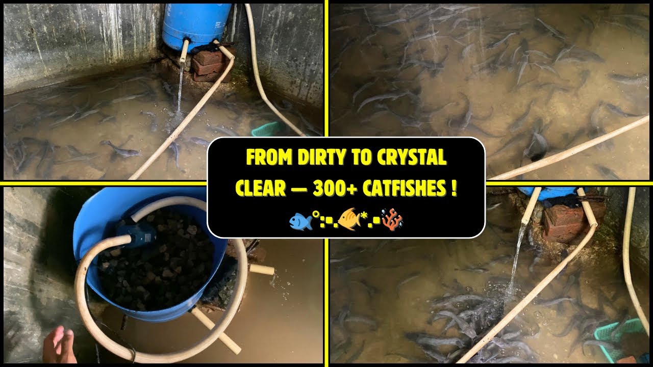 Cleaning and Maintenance of my catfish Tank and DIY Filter | 300+ catfishes 🌊🐠