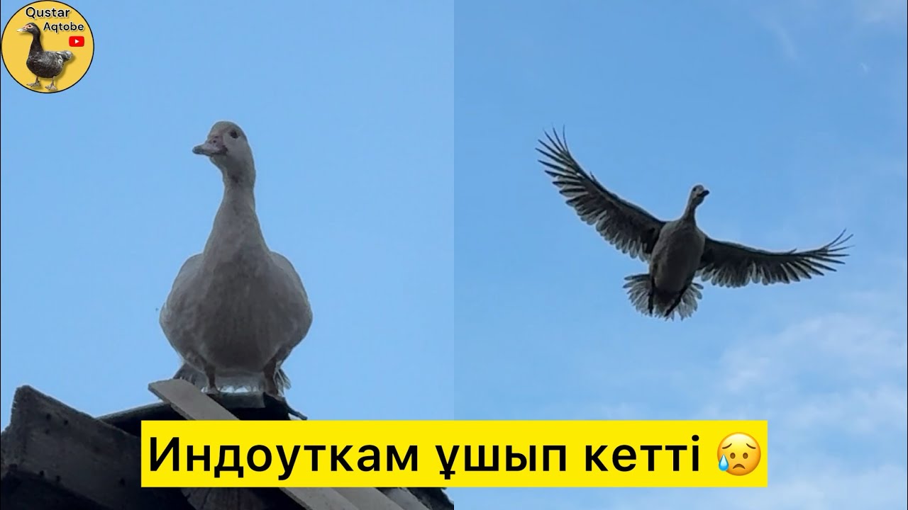 Индоуткалар балапан басып шығарды. 25.07.2025