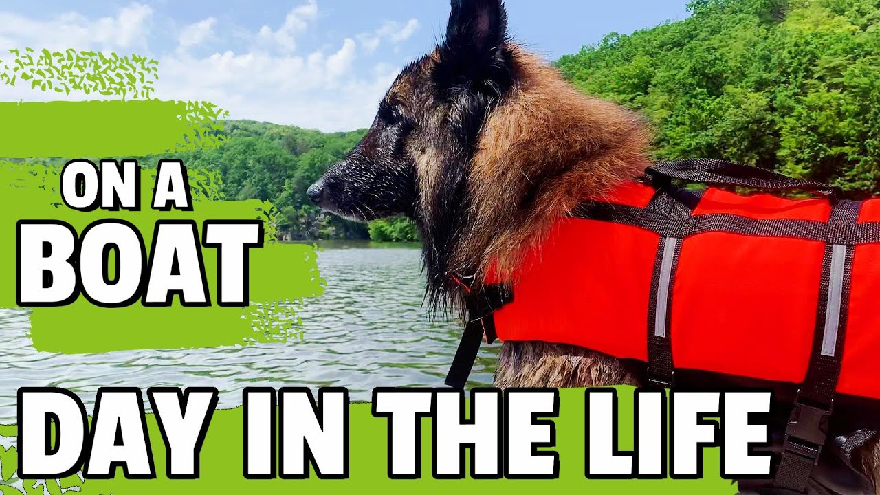 Day in the Life of a Belgian Shepherd Dog | Boat Trip with a Life Jacket