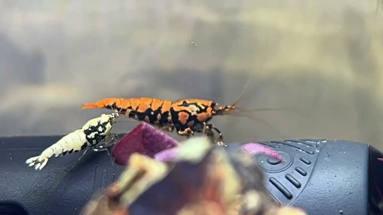 Caridina Shrimp (Boa) Breeding Documentary
