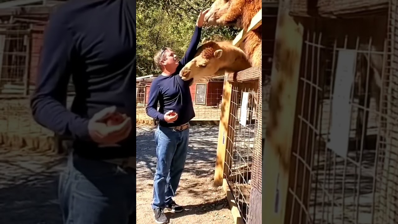 #farm #camel#farm #camellover#viral #dairyfarmers#camel_racing #camels #farming #agriculture #viral