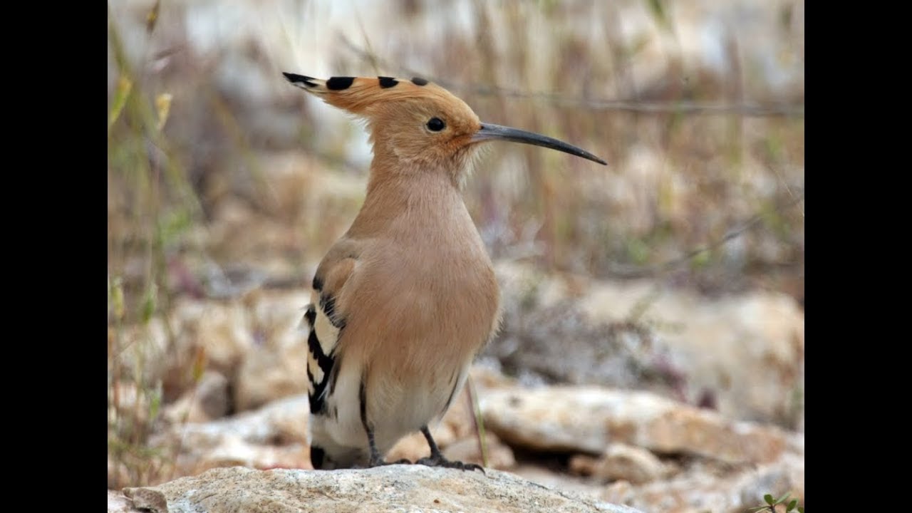 Spring Birdwatching in Athens: Top Species Spotted on Our Tours @GreeceBirdTours