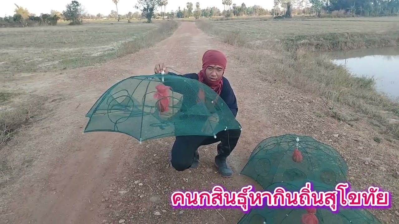 EP:88 ดักกุ้งสระน้ำอยู่นาเข้าดีทุกหลัง มีแต่ตัวสวยๆ🦐🦐🦐#กุ้งเต้น #กุ้งสดๆ 
