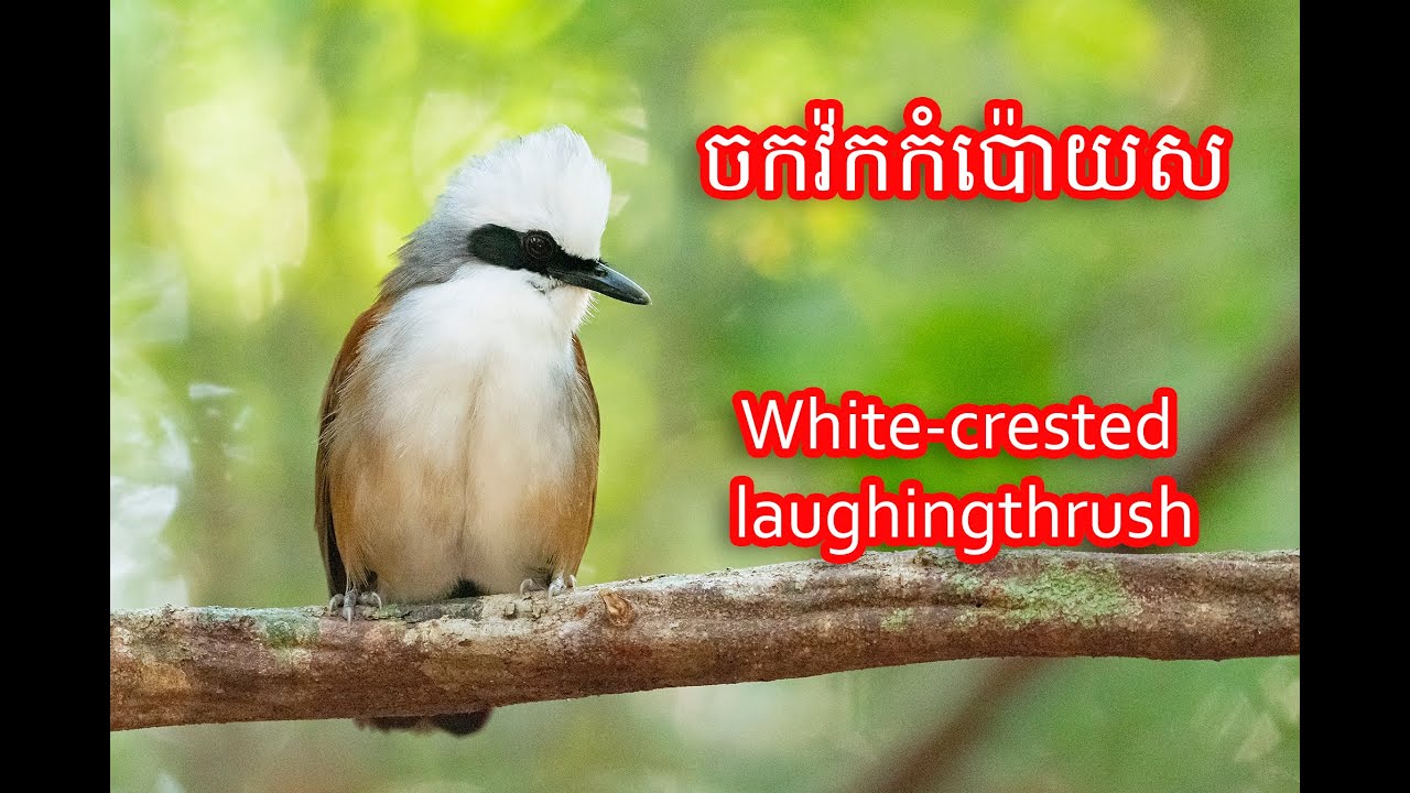 BIRD WATCHING CAMBODIA || ចកវ៉កកំប៉ោយស White-crested laughingthrush