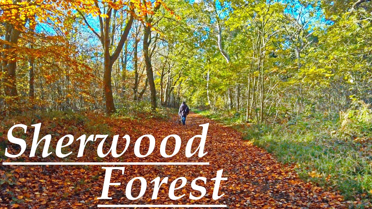 Relaxing autumn walk in Sherwood Forest 🍁 , 4K 60fps