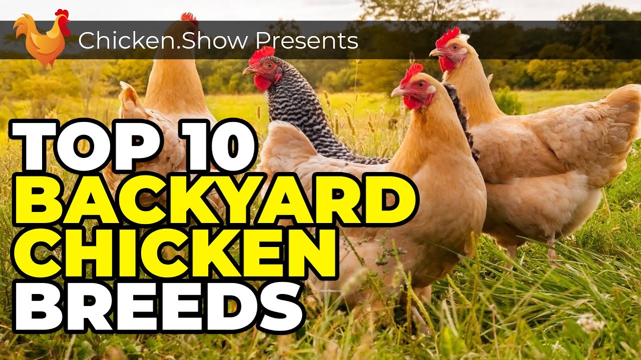 10 Chicken Breeds You Need For Your Backyard!