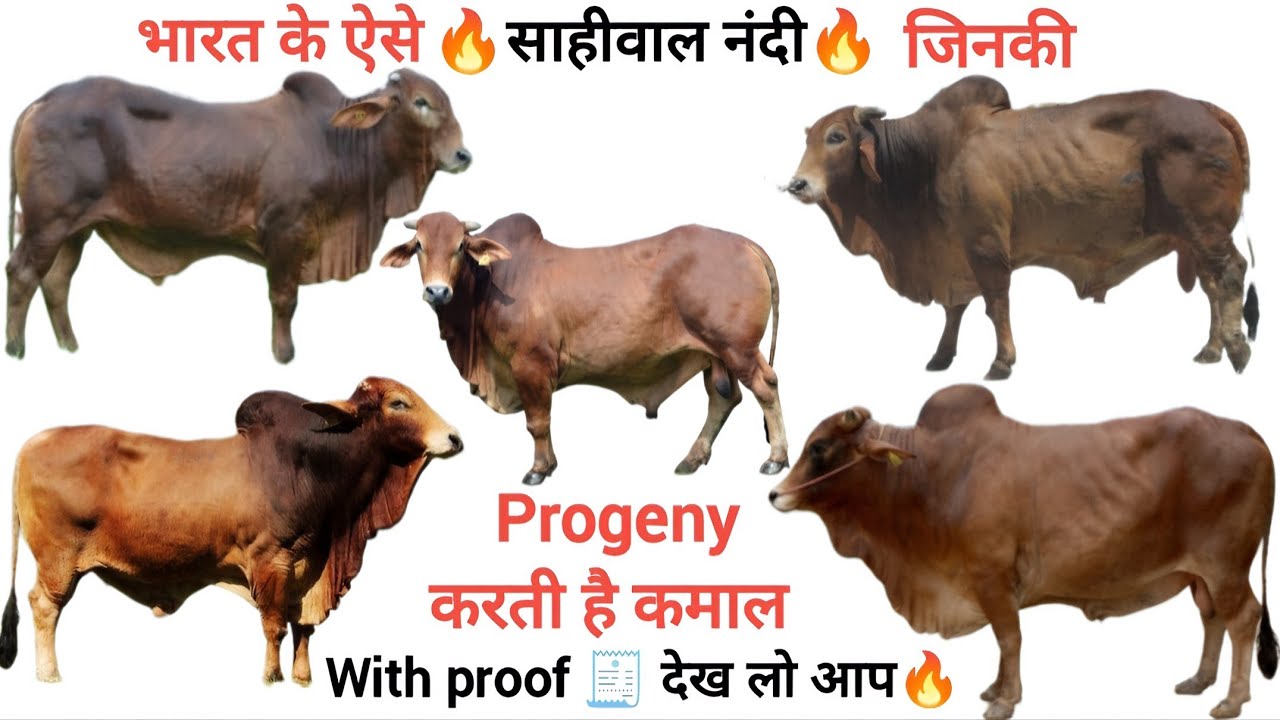 भारत के progeny tested bull ✅ | sahiwal bull latest video | sahiwal bull result 👍| साहीवाल नस्ल