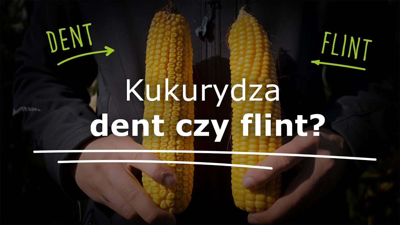 Kukurydza flint czy dent? Jakie są różnice? Którą kukurydzę wybrać na ziarno?