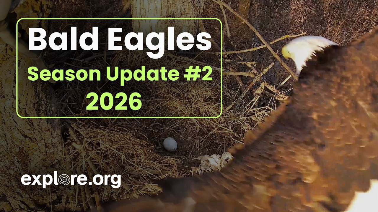 Bald Eagles | 2026 Season Update 2