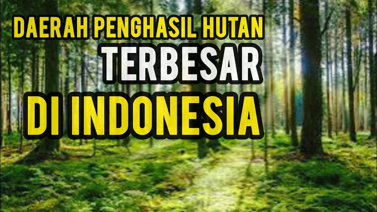 10. Daerah Penghasil Hutan Terbesar di Indonesia #hutanindonesia