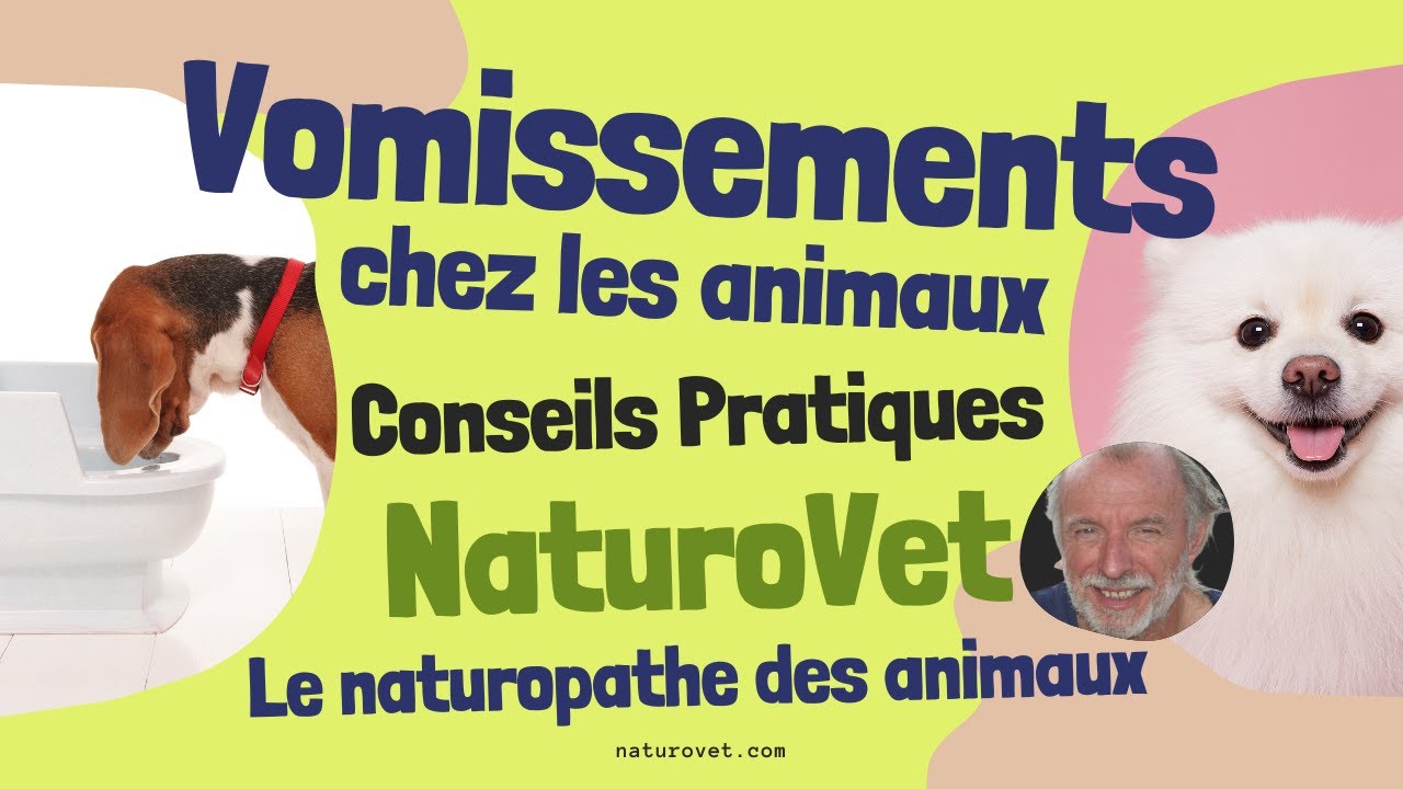 Vomissements chez les Animaux : Conseils d'un Naturopathe Animalier pour une Approche Holistique