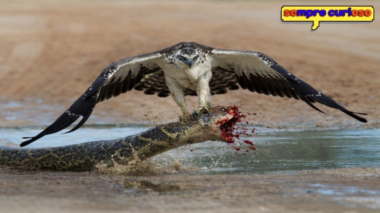GARRAS MORTAIS: As Aves Terrestres que mais M4TAM HUMANOS