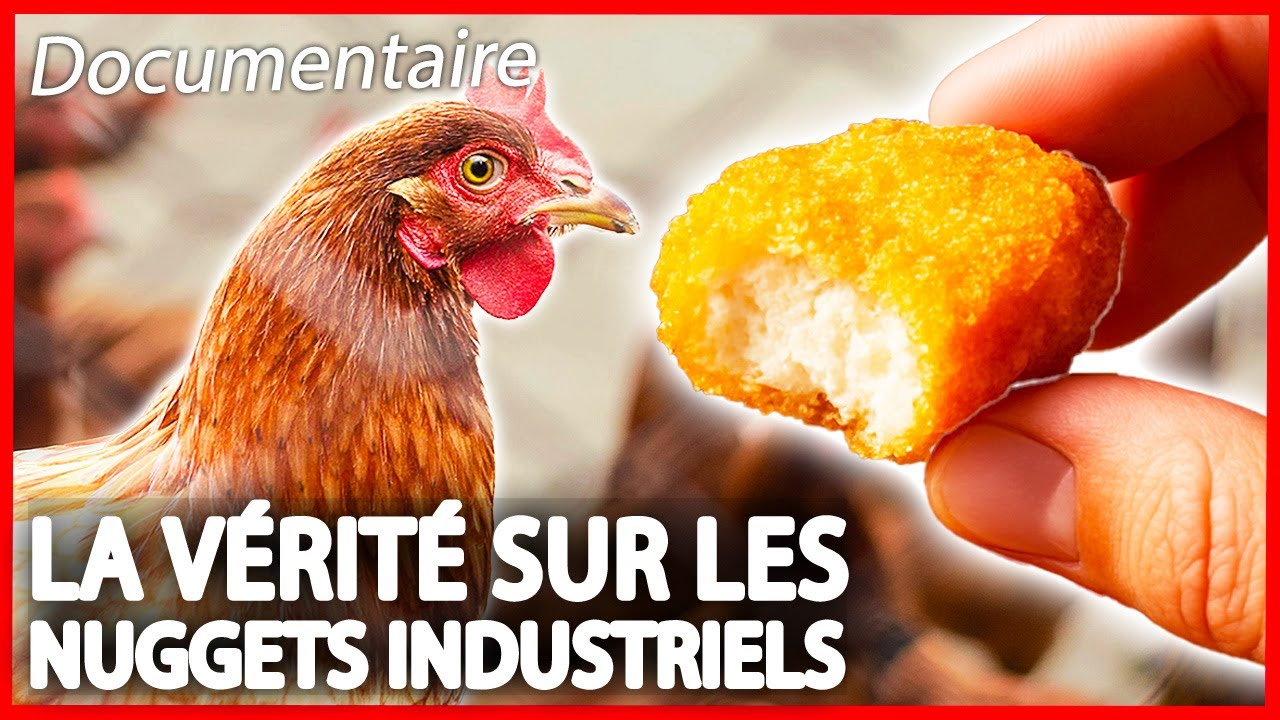 La vérité sur les nuggets de poulet - Enquête - Documentaire complet