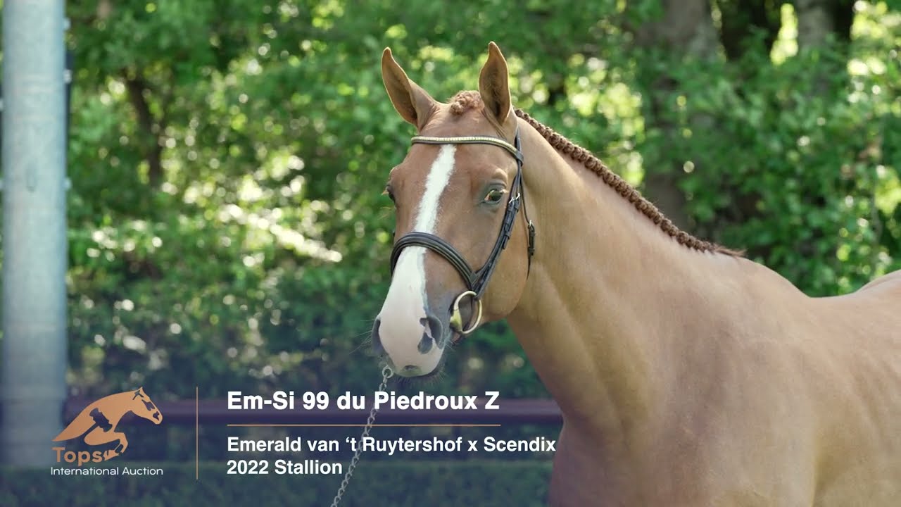 Em-Si 99 Du Piedroux Z | Tops International Auction