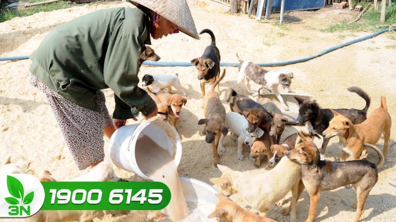 Tất tần tật nguyên nhân khiến chó bỏ ăn rồi chết | VTC16