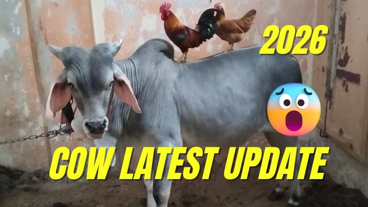 Cow Latest Update 2026 🐄🔥 | Desi Cow Health, Size & Full Information