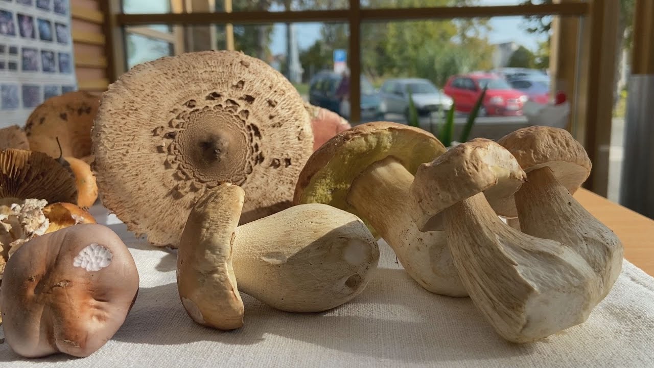 Itt az őszi gombaszezon, szakértő segíti a füredieket
