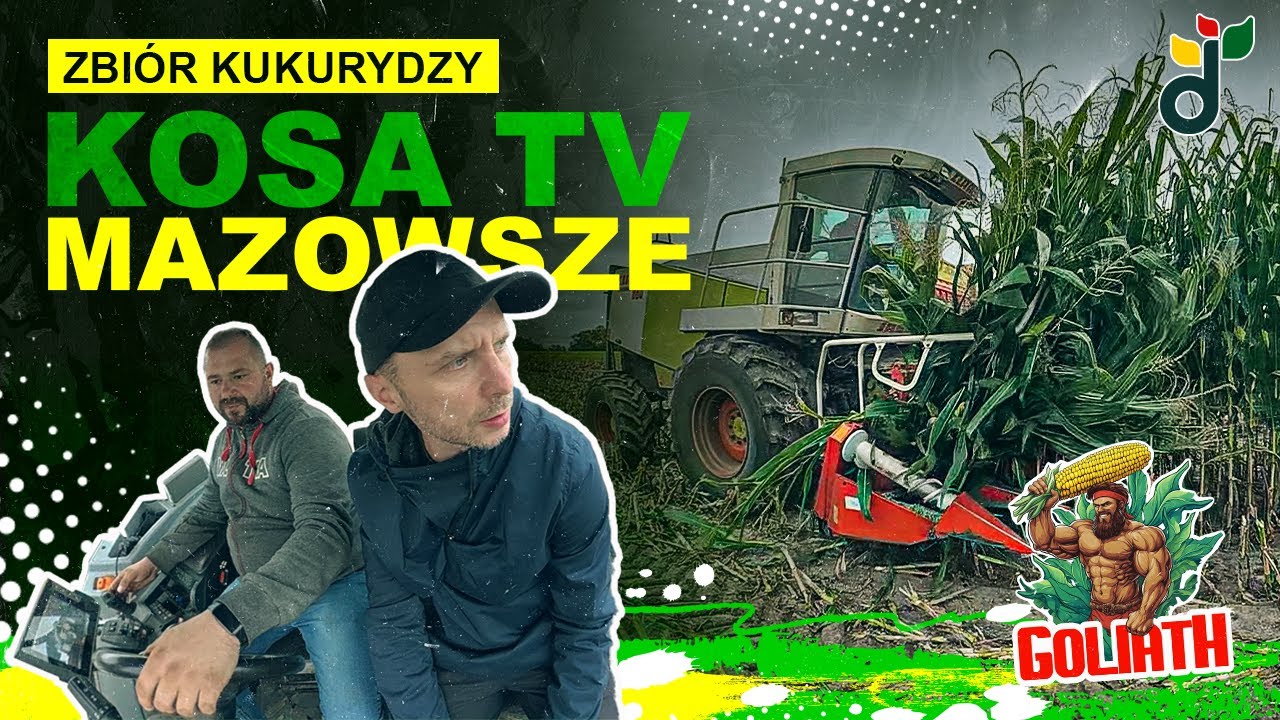 🌽🐮 Zbiór kukurydzy na kiszonkę u @KosaTV. | Odmiana GOLIATH | Seed Solutions