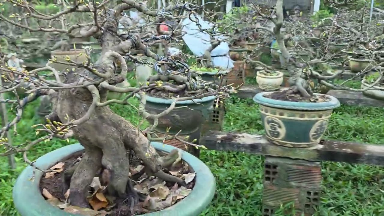 Những điều nên làm sau khi lặt lá mai