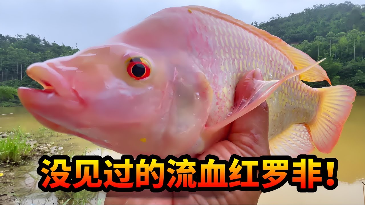首次在水深800的海域钓鱼，遇到追着就来的狂口，第一次收获流血红罗非！ #钓鱼 #游钓黑坑疯子 #黑坑