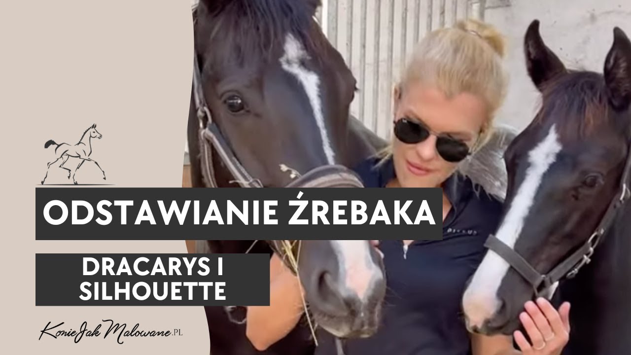 Odstawianie źrebaka od matki - Silhouette Jak Malowana