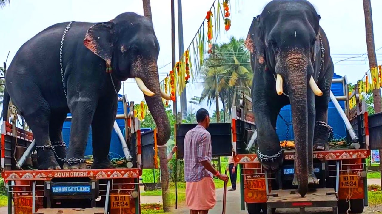 അക്കിക്കാവ് ആനക്കുട്ടിയുടെ mass എൻട്രി 🔥 Akkikkavu karthikeyan elephant #venjamaram #akkikkavu