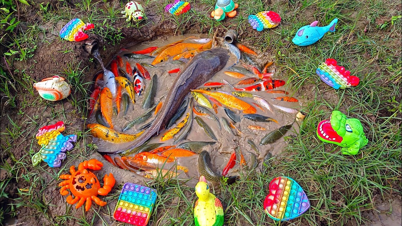 Wow! Menemukan banyak ikan hias di kolam, ikan lele besar, ikan koi, ikan cupang, ikan mas, bebek