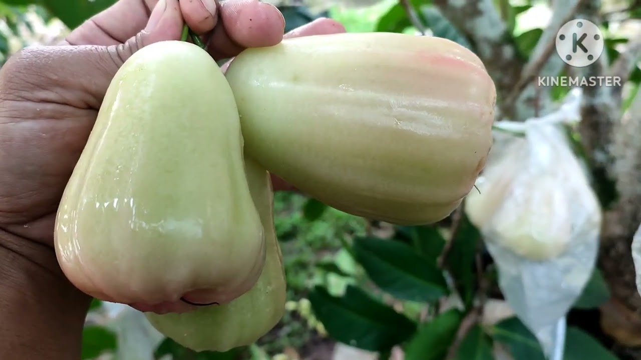 panen jambu madu deli hijau @pondok jambu madu
