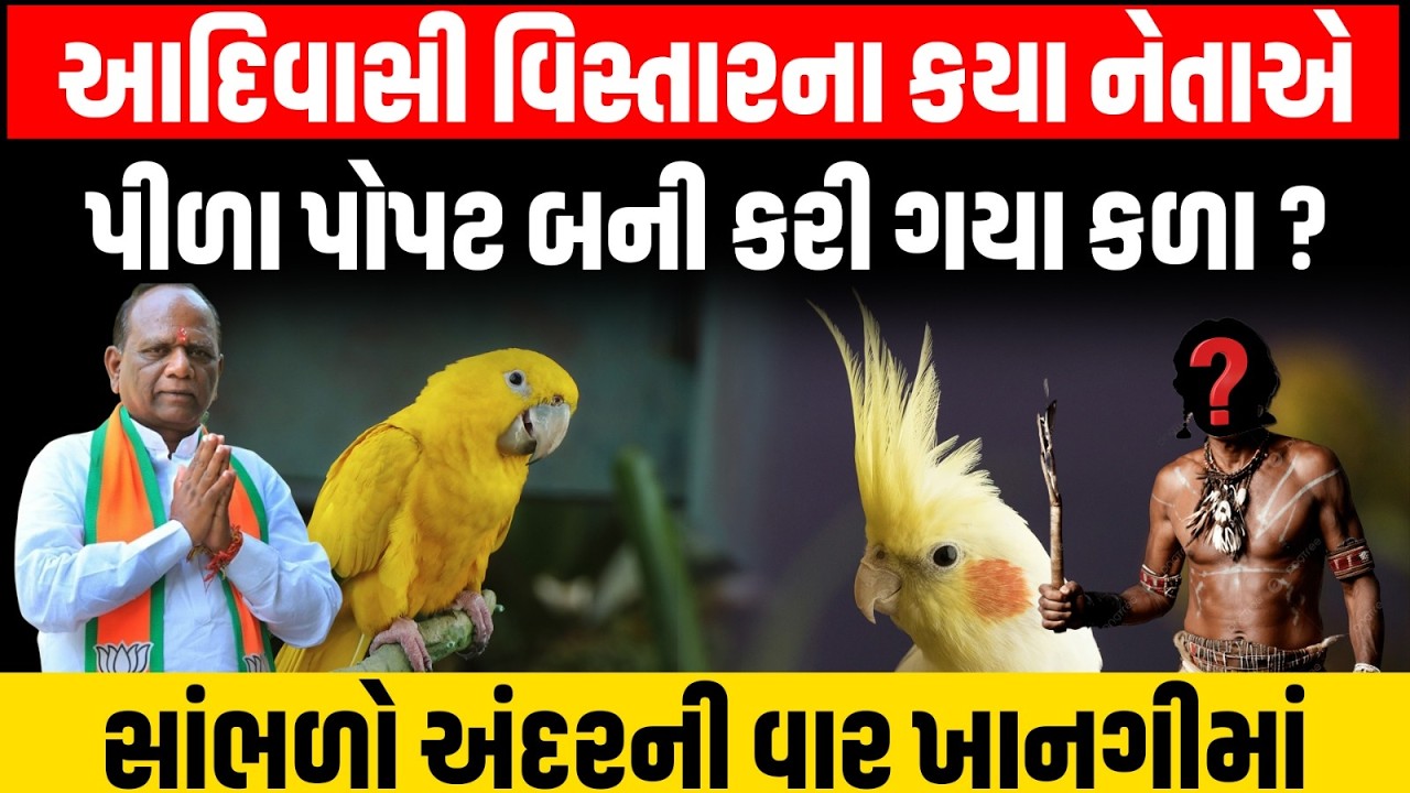 Narmada જિલ્લાના Dediyapada માં પીળા પોપટના લફરાનો વિવાદ | Mansukh Vasava | Latest Gujarati News