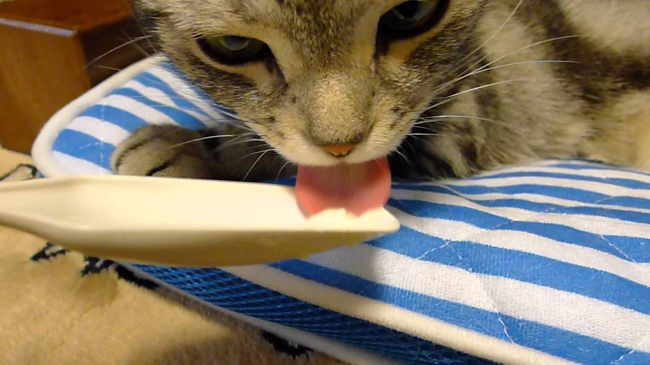 豆乳ヨーグルトをなめる猫