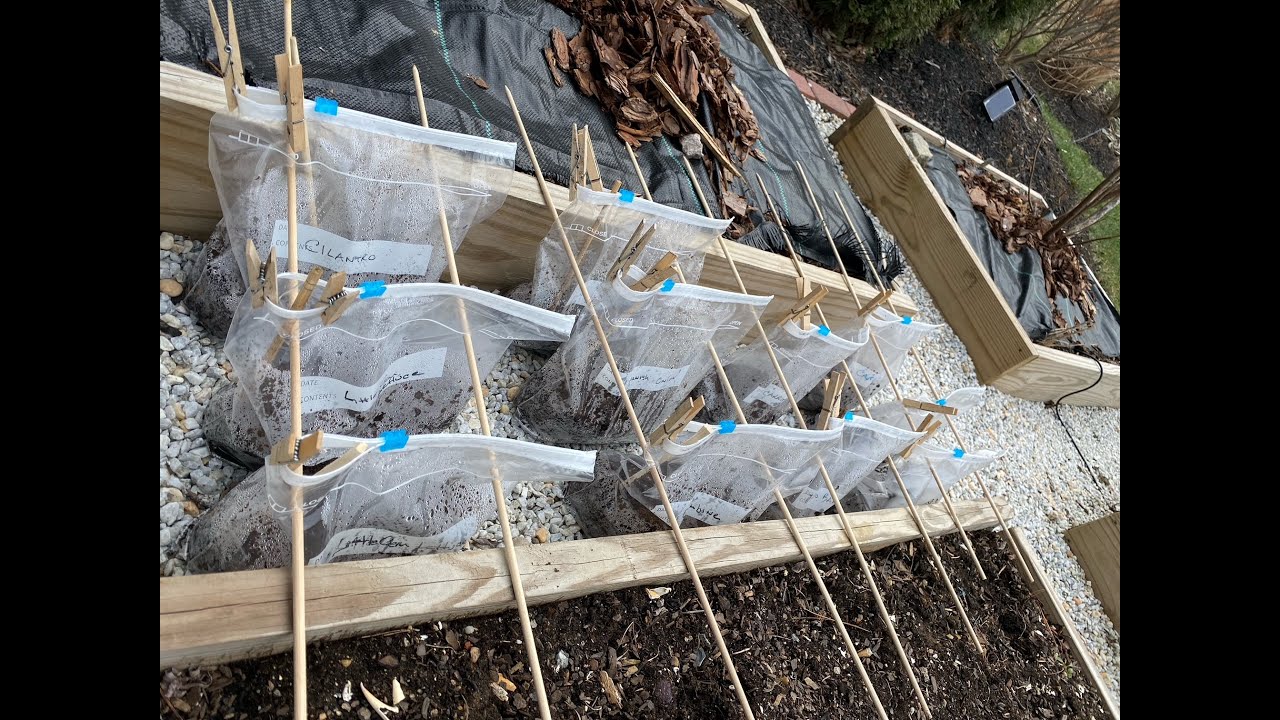 Winter Sowing in Ziplock Baggies