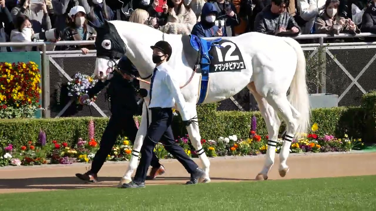 ユキチャンの子、アマンテビアンコ。　約２年振りのレース。パドック映像①　#ユキチャン　#アマンテビアンコ　#白毛 