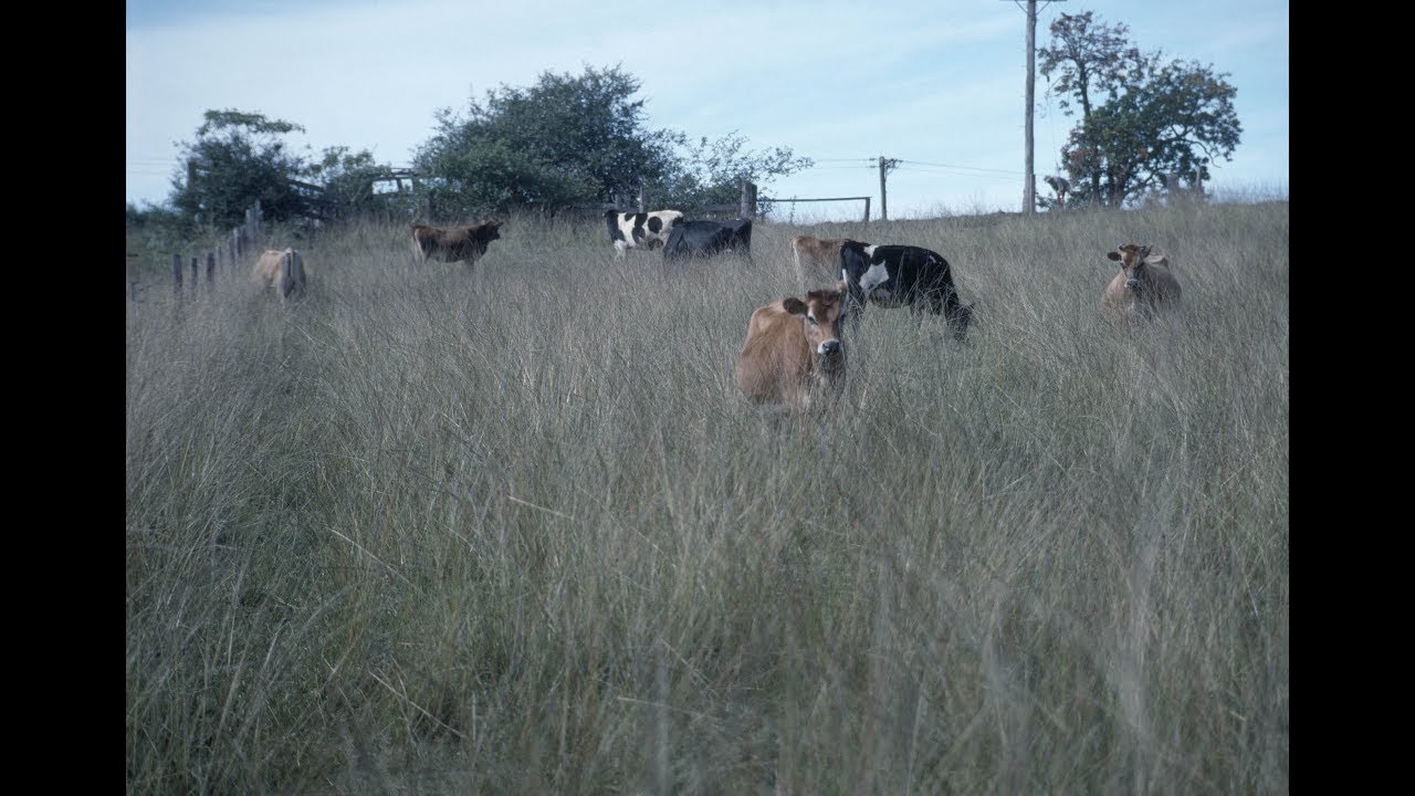 Giant Parramatta Grass weed control and identification