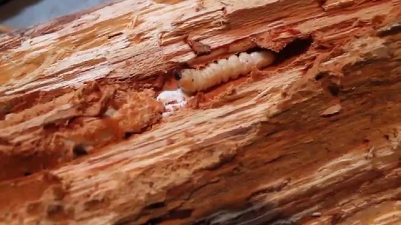 Wood-boring beetle larva part 3