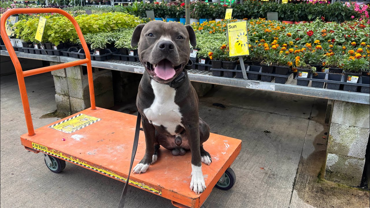 Ranger the 2yr Pitty is now able to enjoy life with confidence!