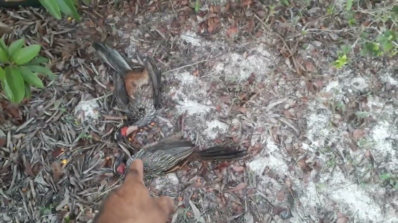 caçada de jacu na fruta do murici rendeu!