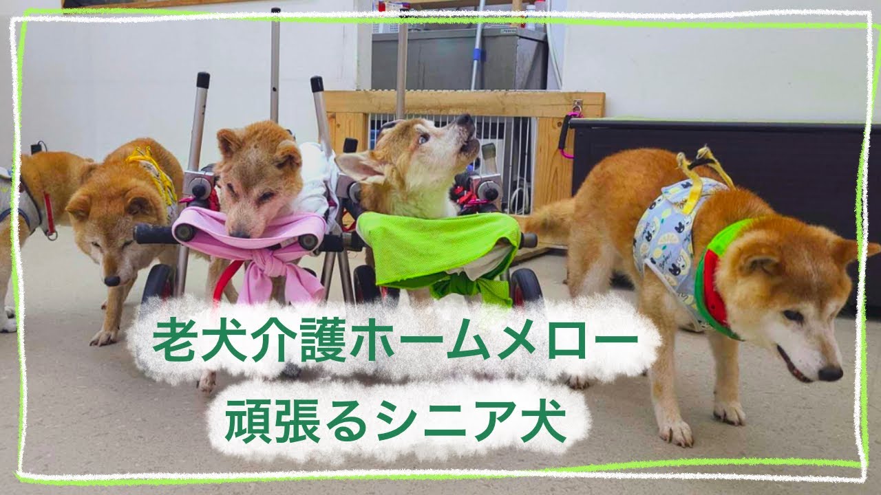 【老犬介護】頑張るシニア犬たち🐕✨
