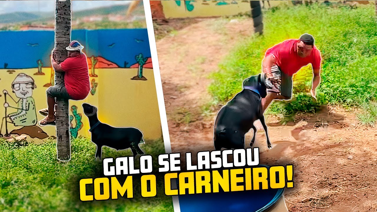 SOLTARAM O CANEIRO CHICO PARA GALO CEGO E ELE SE LASCOU 🤣| GALO CEGO