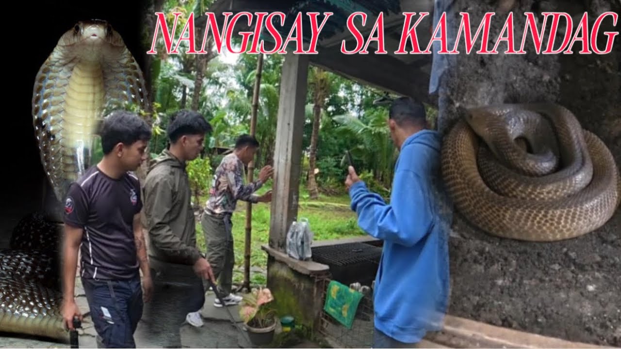 BIGLA NA LAANG NANGISAY EPEKTO NG MAKAKAMANDAG NA COBRA SA SARIAYA QUEZON#cobraprince