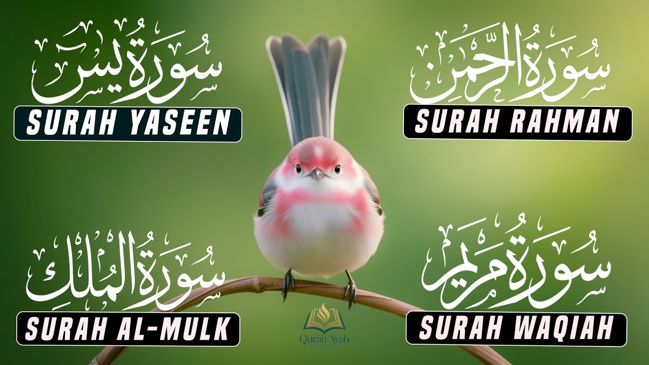 Most Beautiful Surah Yaseen, Surah Rahman, Surah Waqiah, Surah Mulk by Alaa Aqel - EP-69