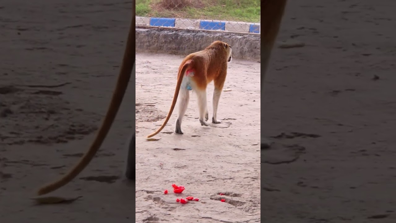 Rare Patas Monkey 