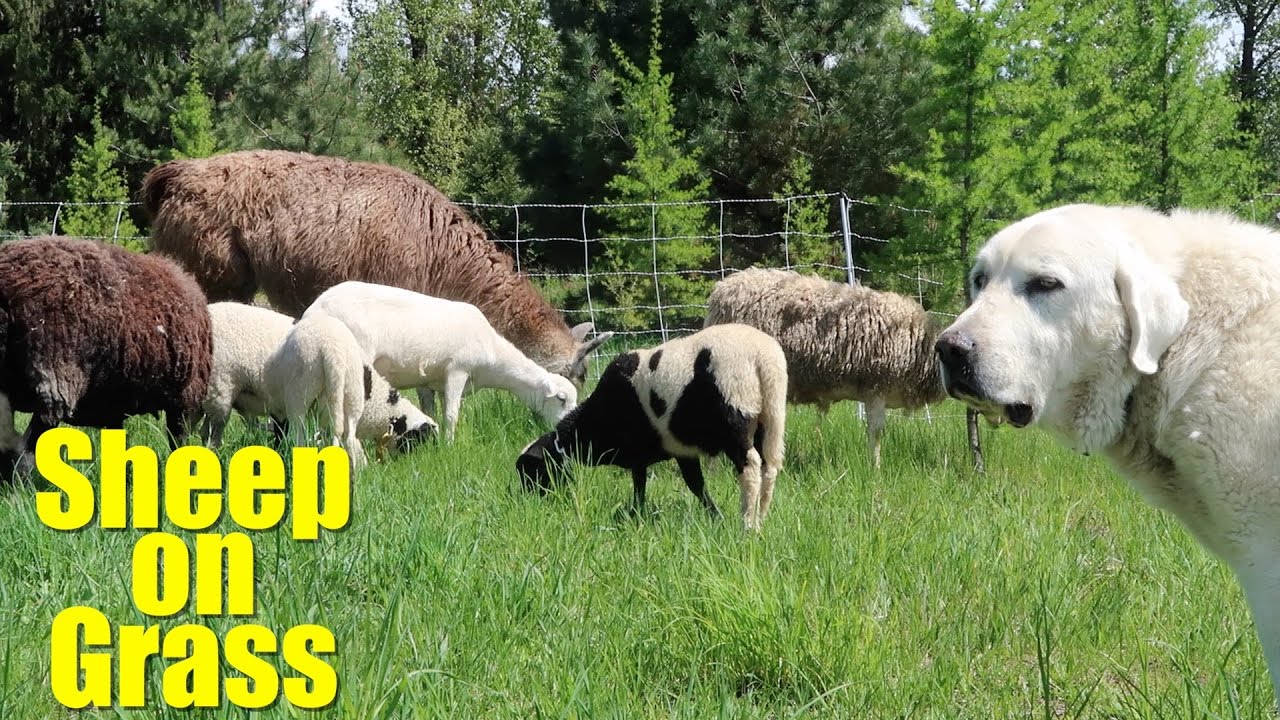 Sheep on Grass