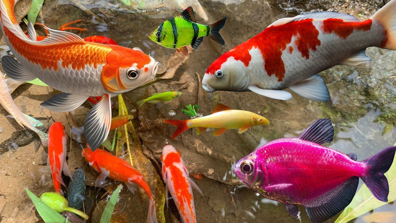 Mancing ikan hias di sungai kecil, ikan mas, ikan koi, ikan glofish, udang besar, ikan sepat 