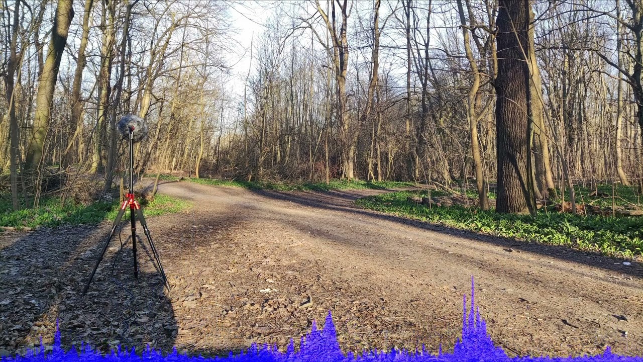 city ​​park in the morning with woodpeckers free sound effect atmo